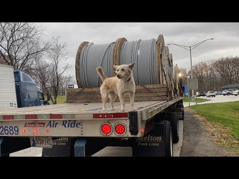 აქ როგორ მოხვდი ცუგა?..