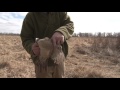 Building a Bird Cylinder Course - Hunting Dog Training Building a Bird Cylinder Course - Hunting Dog Training