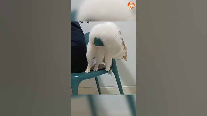 Video 11688681: happy cat, funniest cats