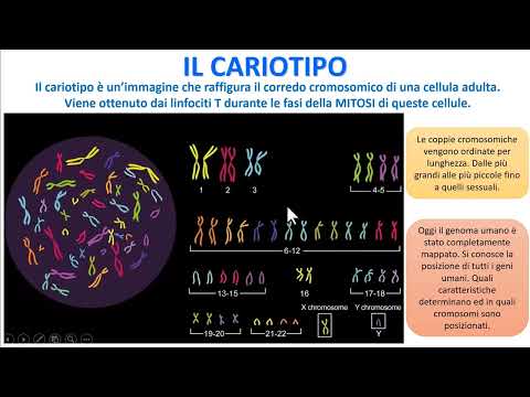 Video: I cariotipi possono rilevare malattie genetiche?
