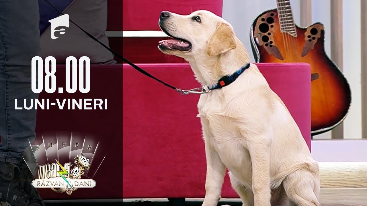 Invitați Neatza | Cătălin Cornea, instructor atestat în dresaj canin, totul despre predresaj