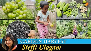 Harvesting Vegetables from the Garden in Tamil | காய்கறி அறுவடை | Steffi Ulagam