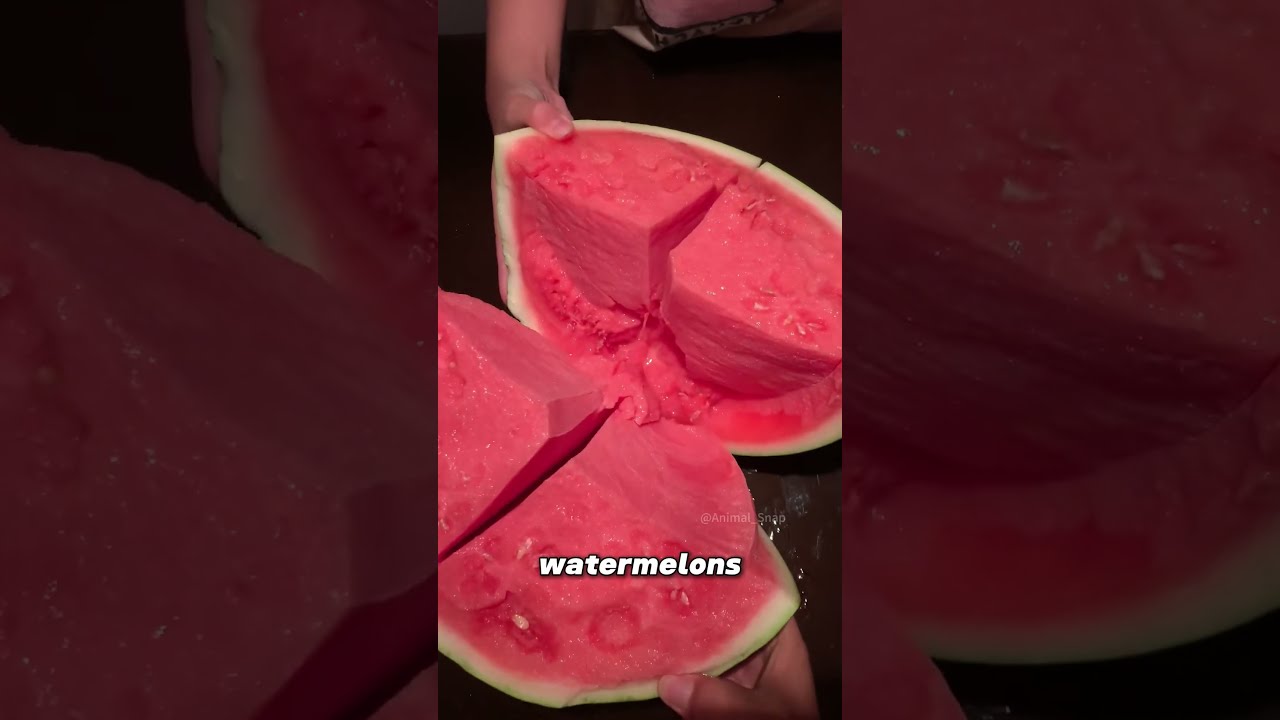 How Farmers Grow Super Watermelons 
