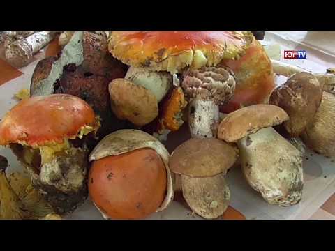 Начался грибной сезон