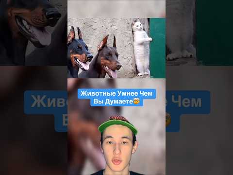 Животные Умнее Чем Вы Думаете!🤯 #shorts #животные #собака #кошка