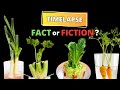 Regrowing veggies from kitchen scraps in timelapse  does it really work