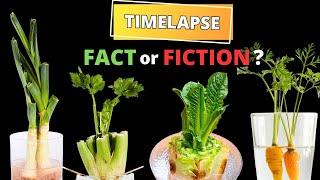 Regrowing VEGGIES from Kitchen Scraps in TIMELAPSE - Does it really work?