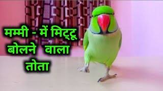 Parrot talking video  Ring Nack Parrot Sound Mummy Mummy  Mummy Bolne Wala Tota ^⁠_⁠_⁠^