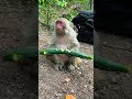 भूखा बंदर किस प्रकार से #shortsfeed #shortvideo #virralyoutubevidio #status #monkey #shortvideo