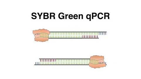 So sánh pcr và real time pcr