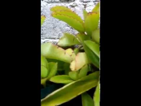 Video: Kalanchoe Pinnate Mahla Ja Kalanchoe Degremoni Ravivad Omadused