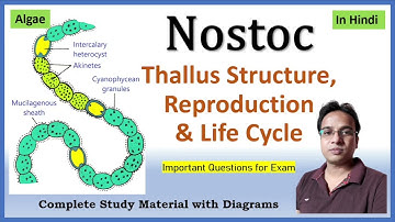 Nostoc Thallus structure and Reproduction | Akinetes | Heterocyst | Hormogonia | BSc 1st year