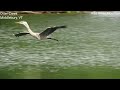 Great Blue Heron Flying gets dive bombed by Osprey
