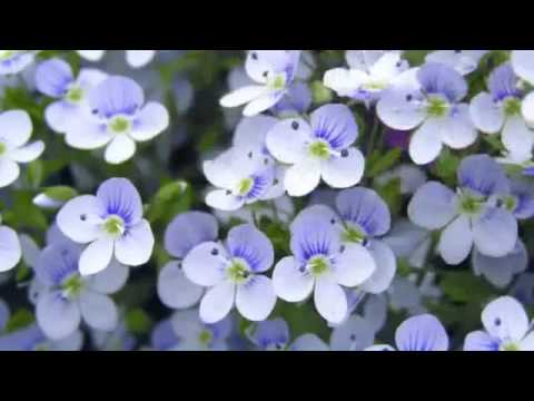 رائعة رشيد غلام لابد من فنى