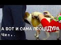 Сколько стоит чипирование собаки и животных? Клиника Бемби Москва. Как чипируют собак?