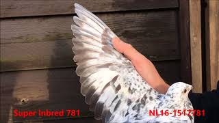 NL16-1517781
