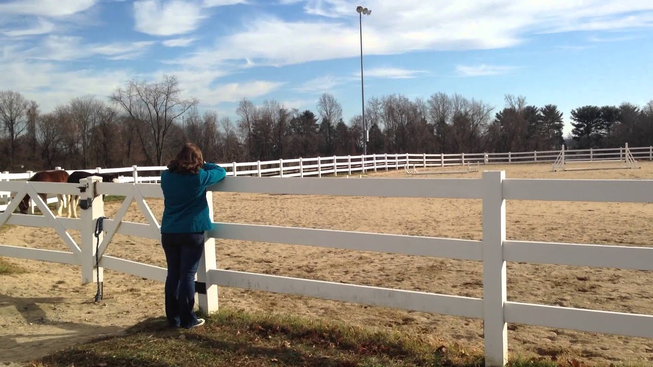 County Executive Gordon introduces new foals for Mounted Patrol