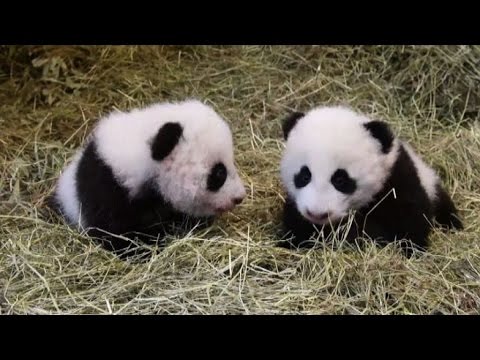 Video Allo zoo di Vienna nati due panda gemelli: il nome... - youtube