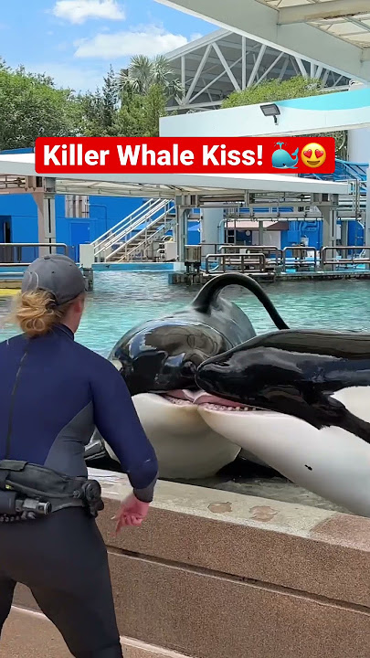 Orca Whale Kiss with Trua and Makaio! 🐳😍 #killerwhale #seaworld #shorts