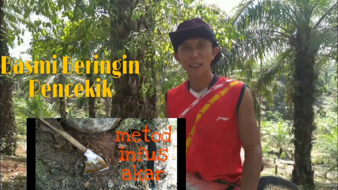 Cara Membunuh Beringin Yang Hidup Menempel Di Batang Kelapa Sawit Youtube