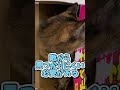 どうして猫は箱やカゴに入りたがるの？【猫あるある解説】