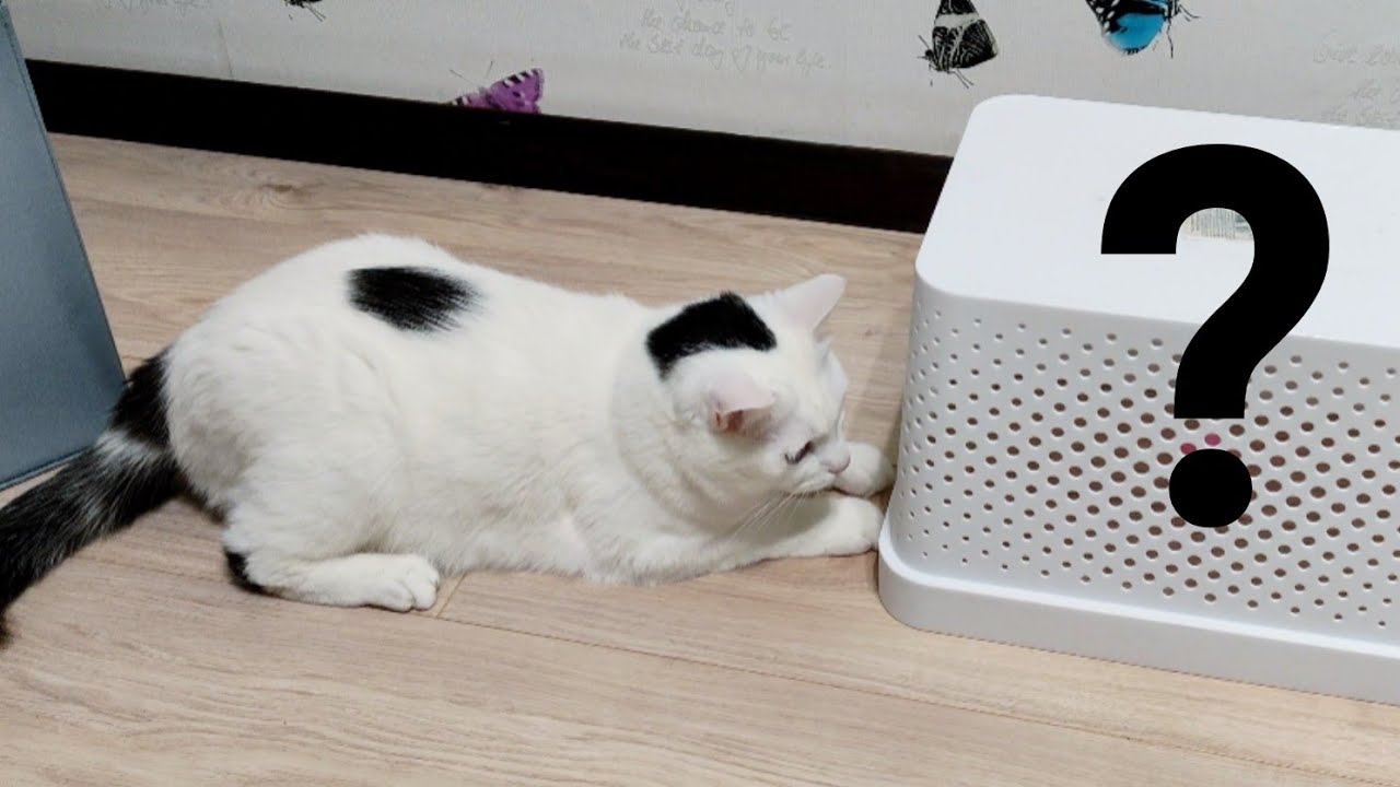 🧠😺 Smart games for the cat.💡 Will the cat get the ball out of the box?🏆 Funny videos with a cat