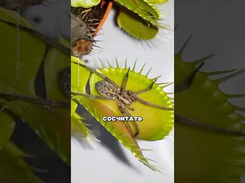 Мухоловка умеет считать #факты #насекомые #животные #школа #математика