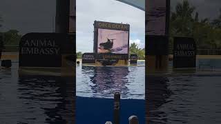 Loro Park Orcas slide and splash