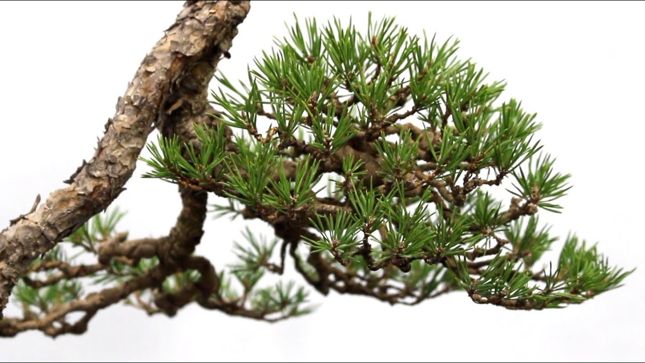 5th US National Bonsai Exhibition