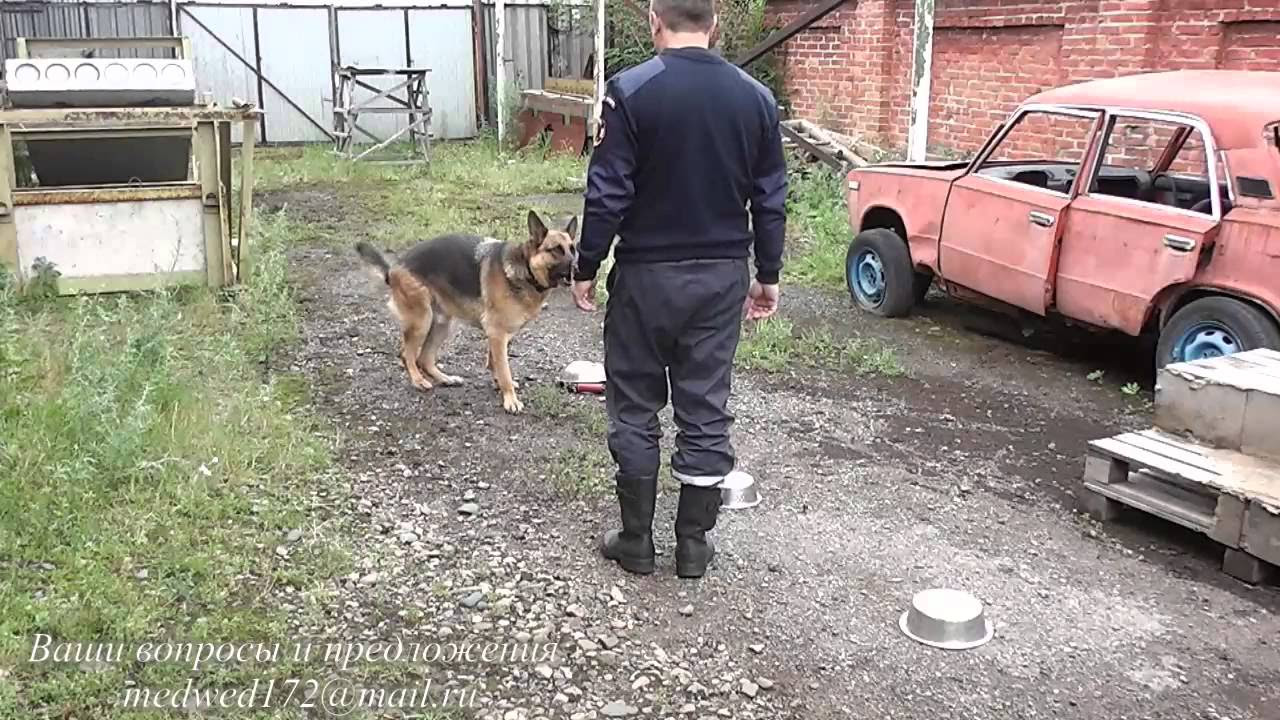 как научить собаку нюхать