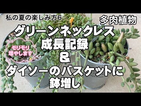 グリーンネックレスの成長記録とダイソーのバスケットに鉢増し 多肉植物 Youtube グリーンネックレスの成長記録とダイソーのバスケットに鉢増し 多肉植物 Youtube
