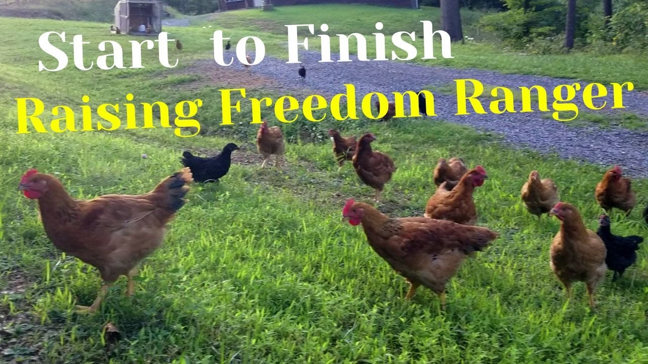 First Time Raising Freedom Ranger Chickens (Joel Salatin Inspired