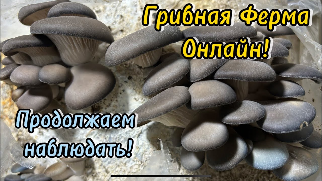 Грибная Ферма онлайн! Прошло ещё 5 дней!изменения налицо! - YouTube