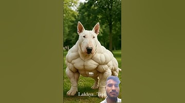 #pitbull #americanbully #pets #animals #memes #trolling #trending #trollface 😈💯🐕😈💯🐕😈💯🐕😈💯🐕😈💯🐕