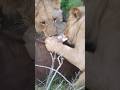 Lions Eating a Prey Wincent fyx0O #wildlife #nature #lion