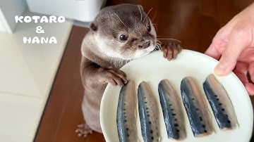 イワシを嫌がってたカワウソが一口食べたらこうなった　Otter Eats Sardines for the First Time and Gets Hooked