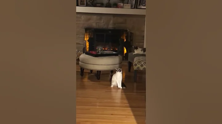 Squeak Dancing