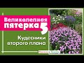 Пять лучших многолетников второго плана для  сада.