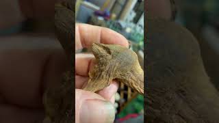 Ancient Mayaca wood toy