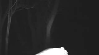 Deer Licking Camera