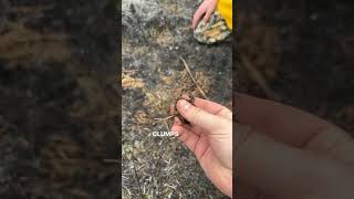 Following A Prescribed Fire