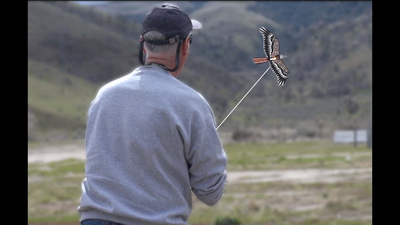 Plate Eagle in Tehachapi