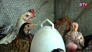 Chicken farm 01