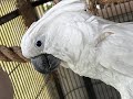 20230206 live  training confidence disabled birds  the chloe sanctuary for parrots and cockatoos