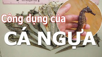 CÁ NGỰA | CÁ NGỰA CÓ TÁC DỤNG GÌ ? | Phạm Gia TV