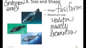 animal form and function part 1