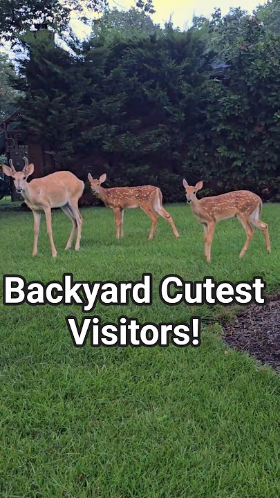 Backyard Deer Family Visit! 🦌💚#deer #wildlife #shortvideo