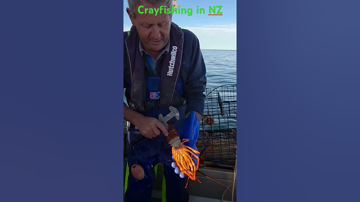 Crayfishing in Kaikoura, NZ where Crayfish are 🦞 lobsters! #newzealandfishing #fishing #crayfish