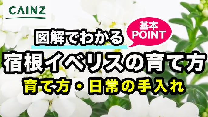 イヌラの育て方 別名 夏小町 カインズ花図鑑 Youtube イヌラの育て方 別名 夏小町 カインズ花図鑑 Youtube