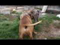 Ehdzi i Aron parenje - Dogo Canario Dogs Mating